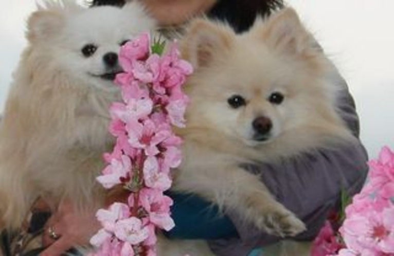 桃の花と愛犬
