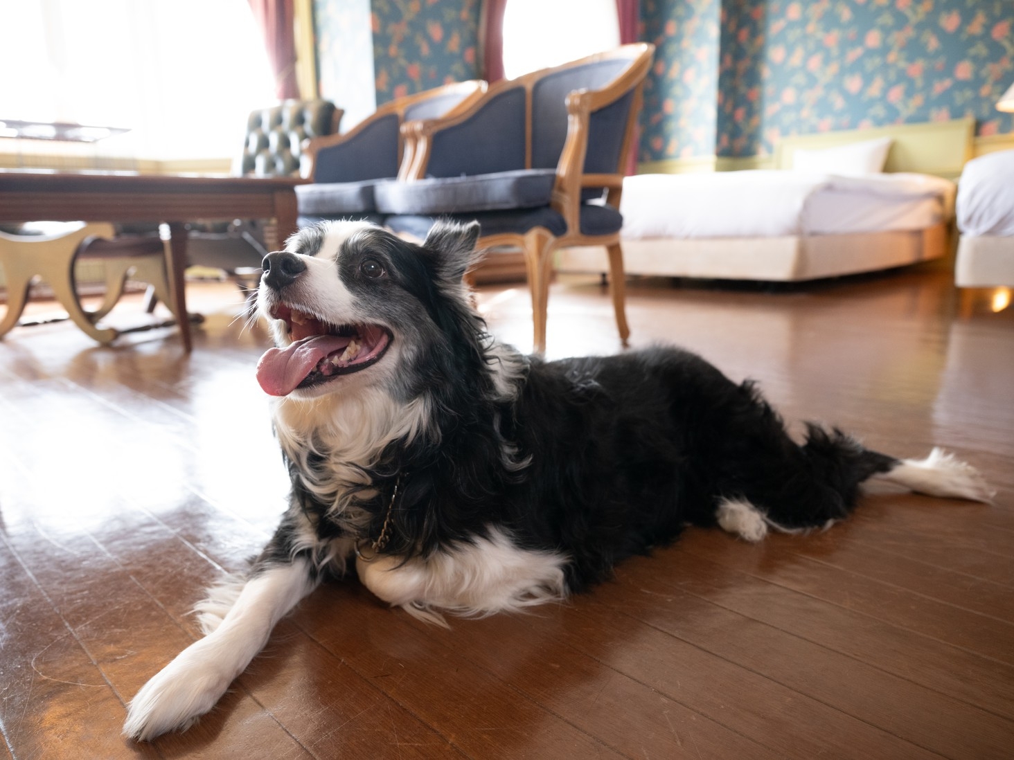 【春SALE】わんちゃん、ねこちゃんと泊まる！お食事同伴OK、犬種、頭数制限なし！