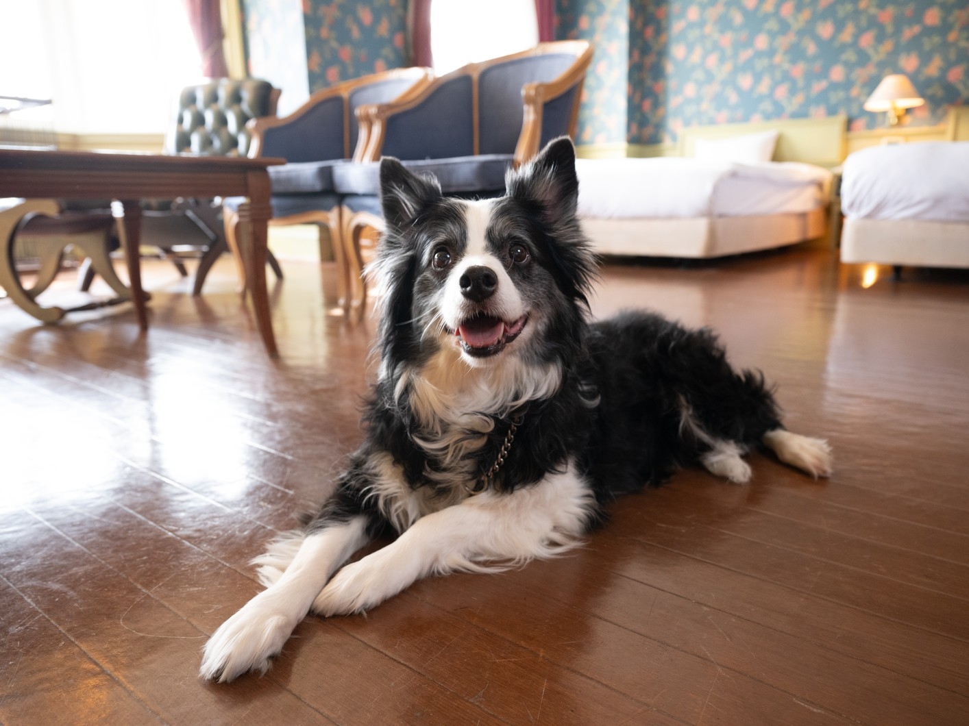 【20％OFF】【楽天スーパーSALE】【ペット同伴可能なお部屋】1泊2食付☆ペットと一緒にお泊り