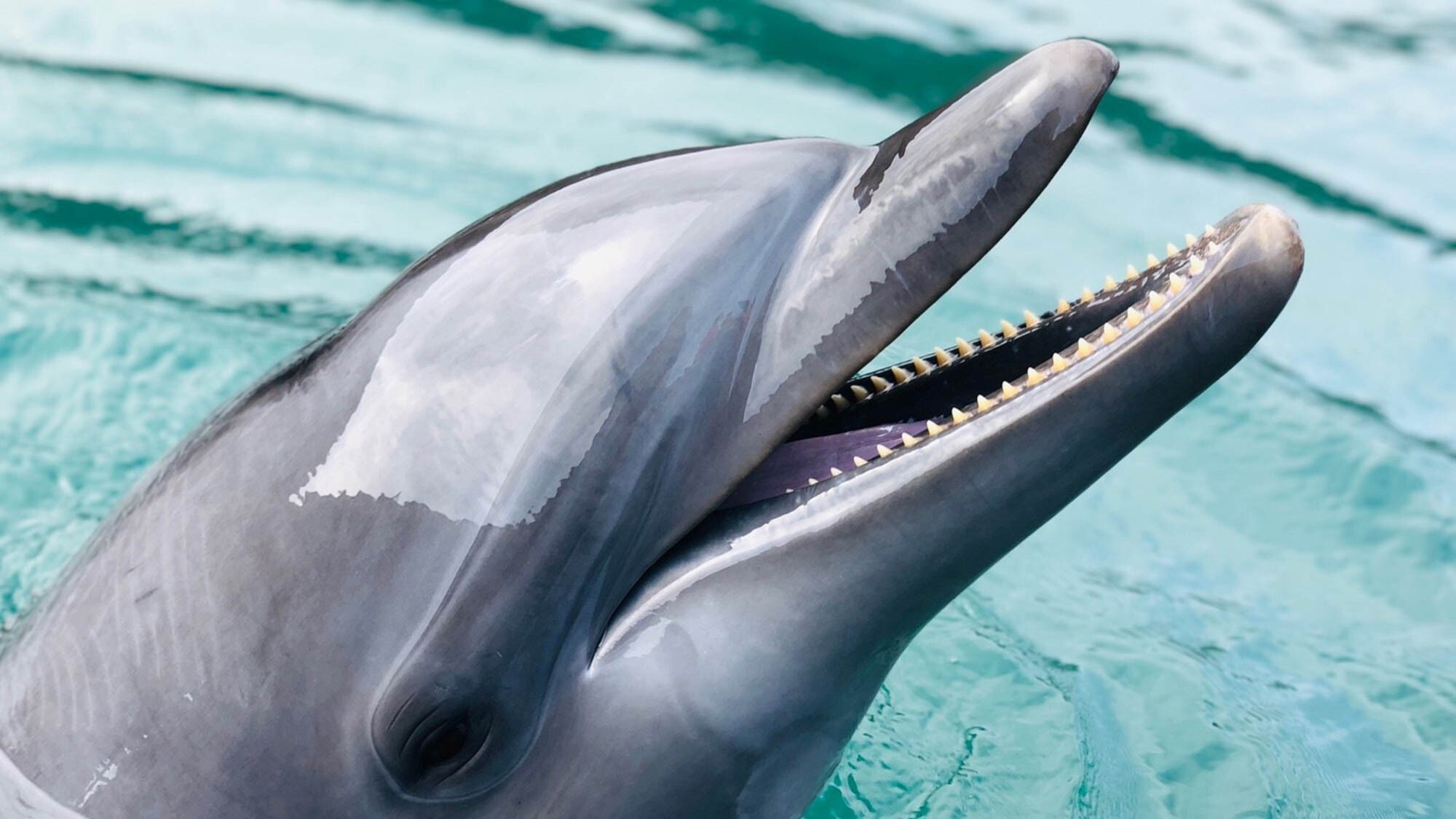 【壱岐イルカパーク＆リゾート】イルカと至近距離で触れ合え、遊べる公園♪大人から子供まで楽しめます。