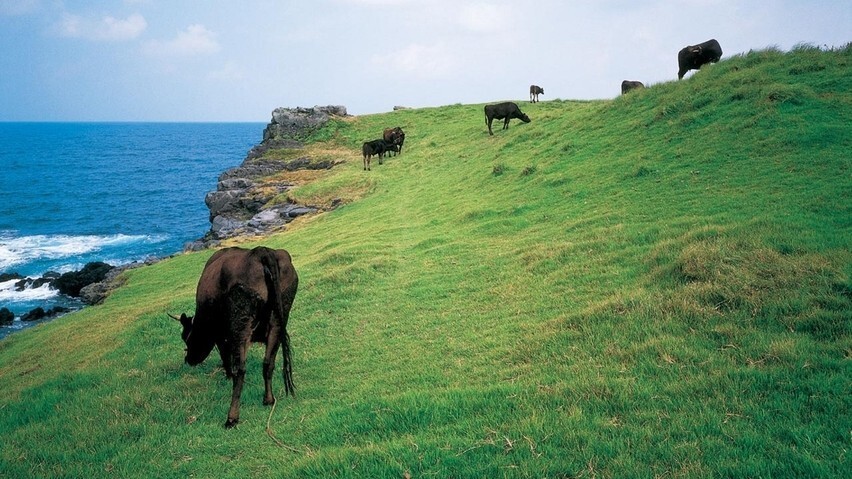 【左京鼻】突き出る細い柱が連ねたような奇岩は、島が流されてしまわないように造った8本の柱の1つ。