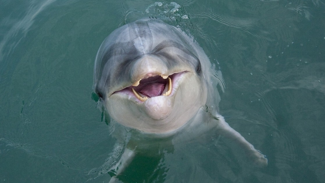 【壱岐イルカパーク＆リゾート】多彩な体験プログラムが用意され、家族旅行や女子旅に人気のスポット。