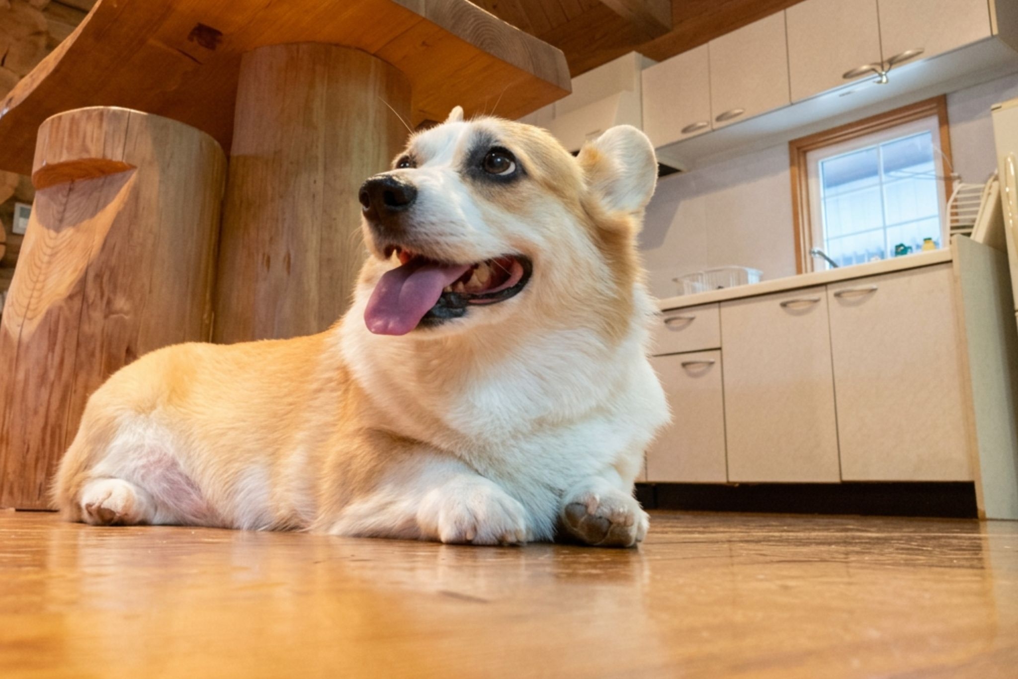 【犬OK・最大10名】愛犬と泊まるウッディハウス一棟貸しプラン