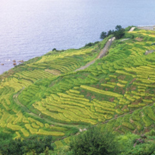 輪島　白米の千枚田