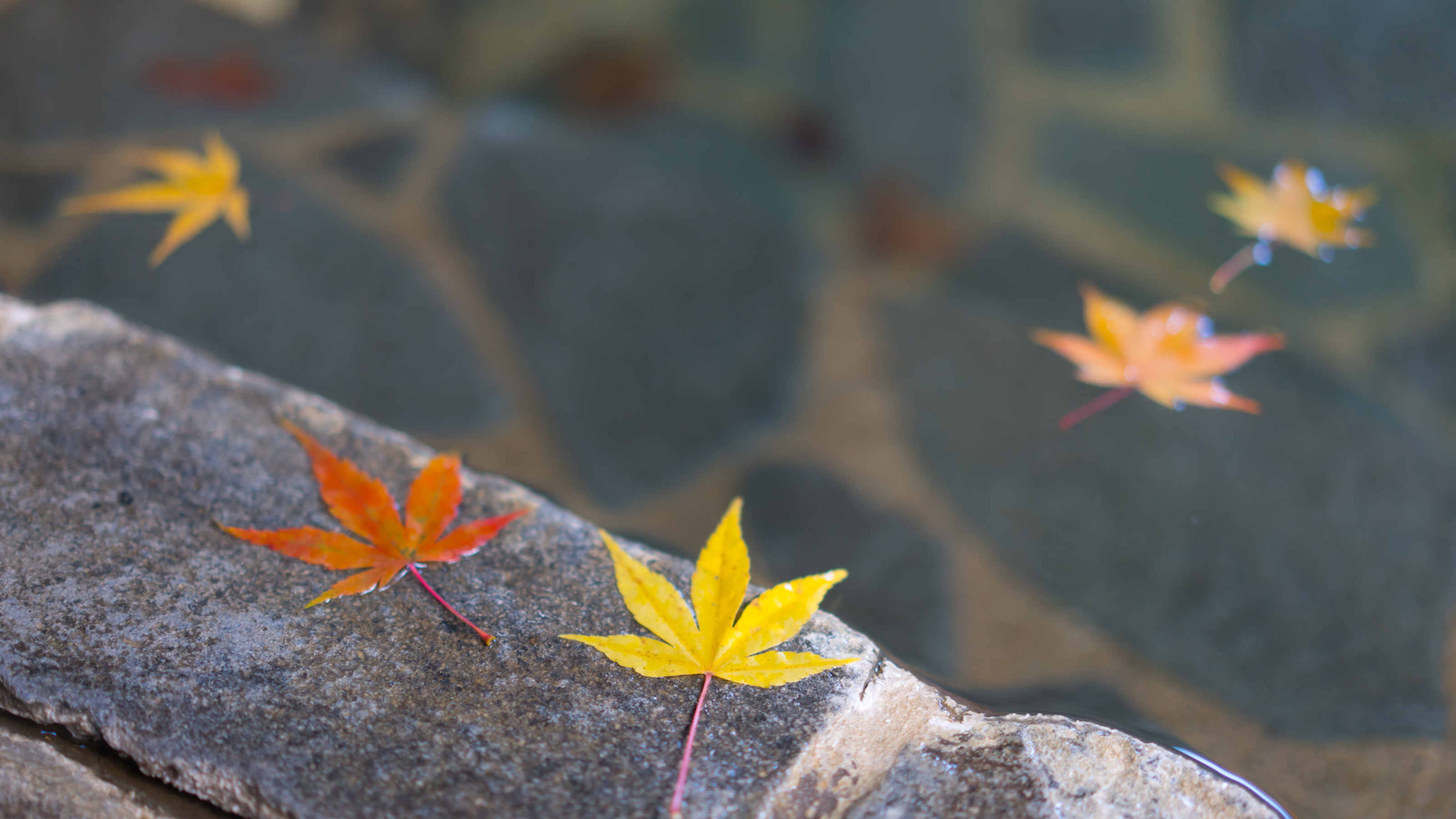 【かじかの湯】秋には紅葉が迷い込むことも