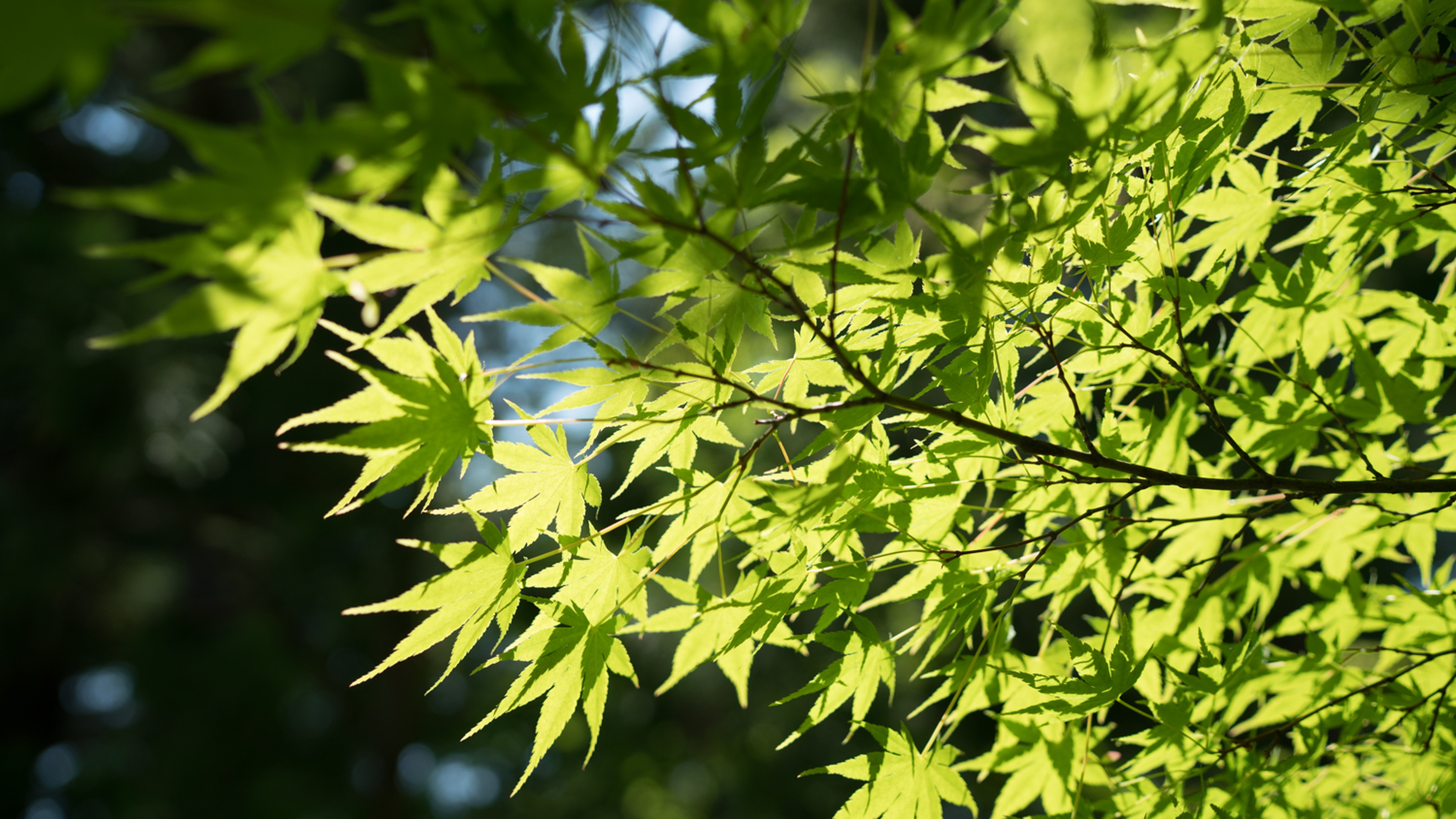 【周辺】美しい花巻の自然に癒されて