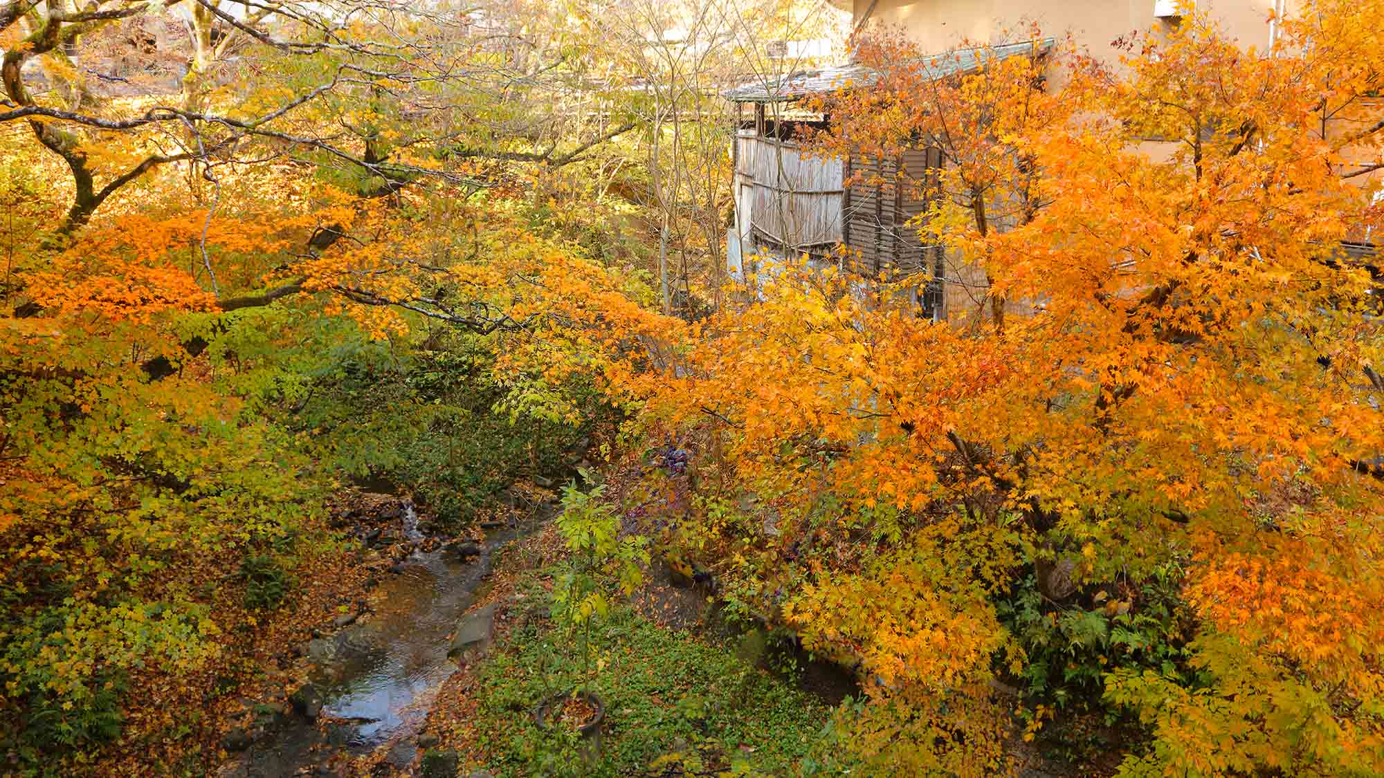 露天風呂『かじかの湯』紅葉の頃