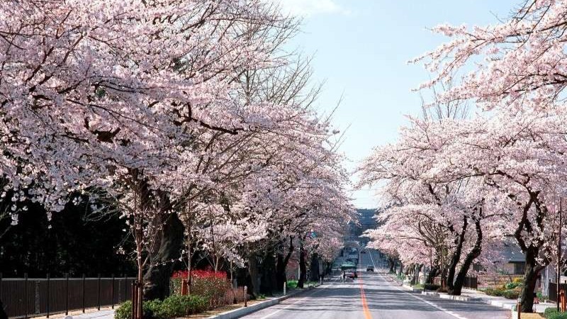 世界文化遺産　平泉　春