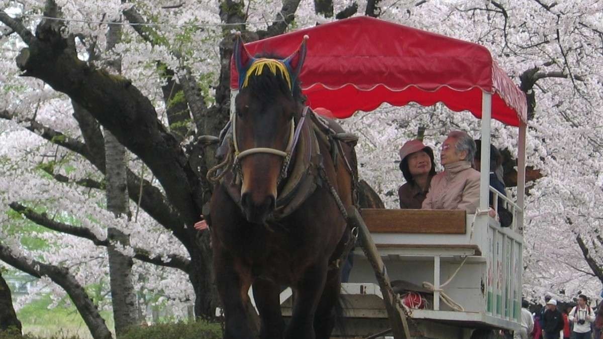 北上展勝地 さくらまつり（ＧＷのお花見へ！！見頃は5月初旬くらいまで）