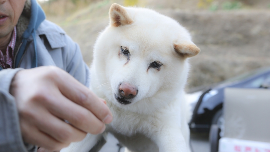 ワンちゃんも一緒に泊まれる宿です!