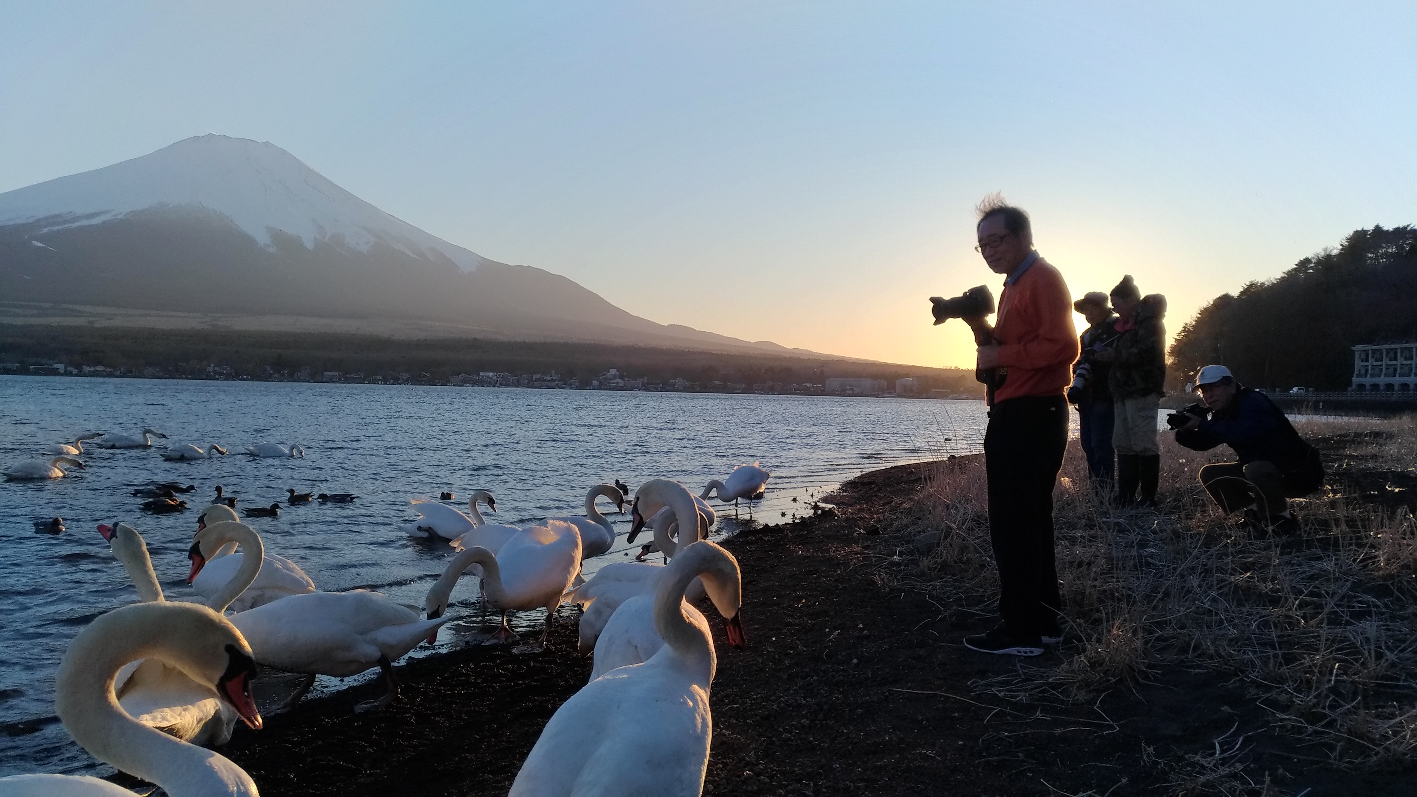 山中湖のシンボル白鳥を写真でパチリ☆
