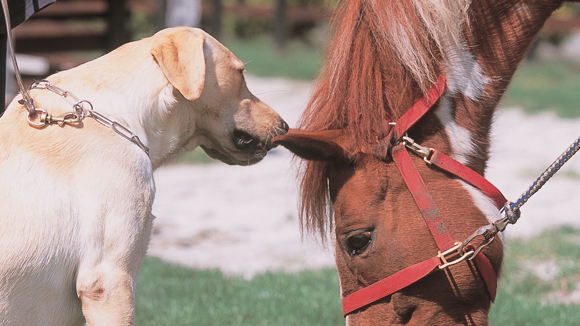 *牧場・農園体験／牧場にいる馬や犬などのお世話や農園作業を体験