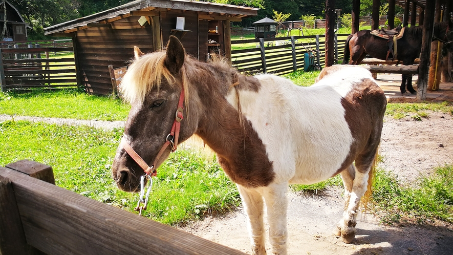 *ポニー牧場／乗馬体験と動物たちの世話ができます。