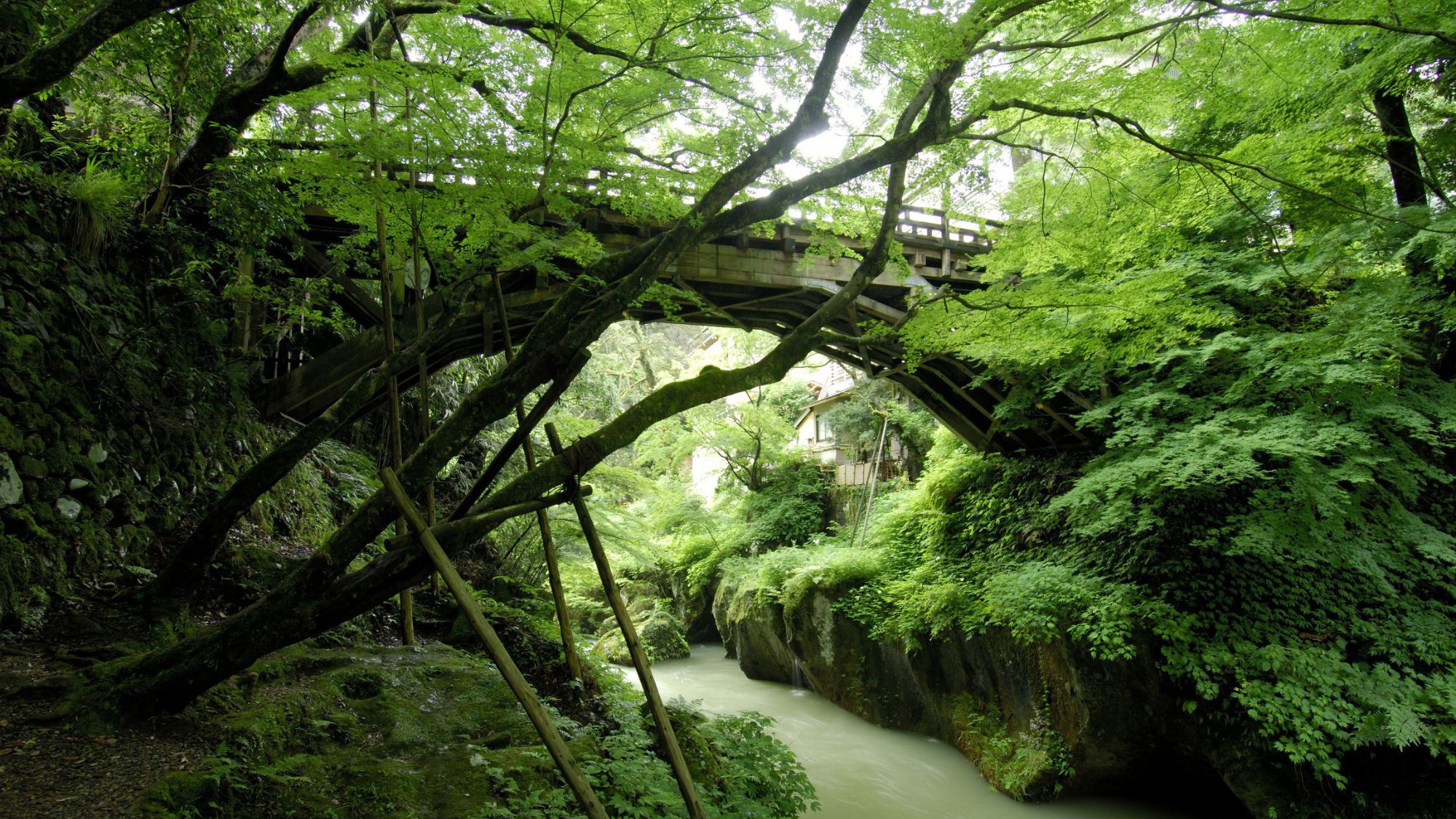 新緑に包まれた「こおろぎ橋（三代目）」は絶景です