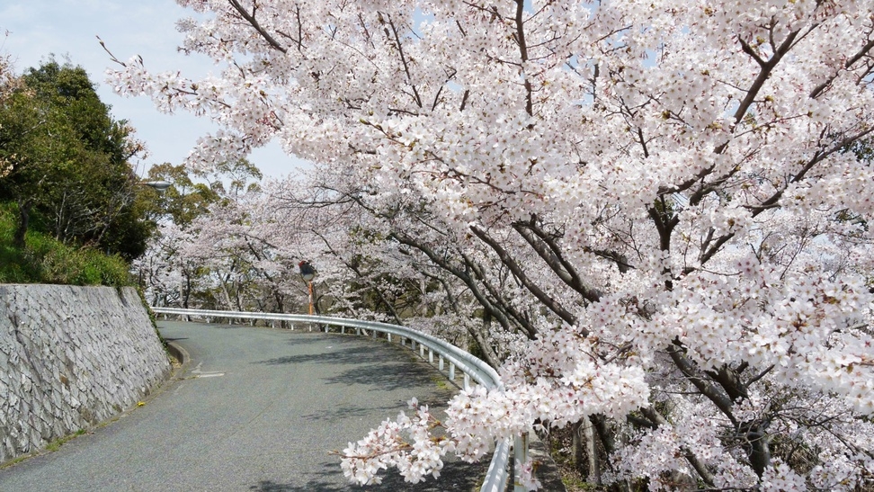 【3月〜5月限定■桜鯛特別会席】＜春の味覚を贅沢に堪能＞瀬戸内の旬を味わう！旨み溢れる桜鯛で春を満喫