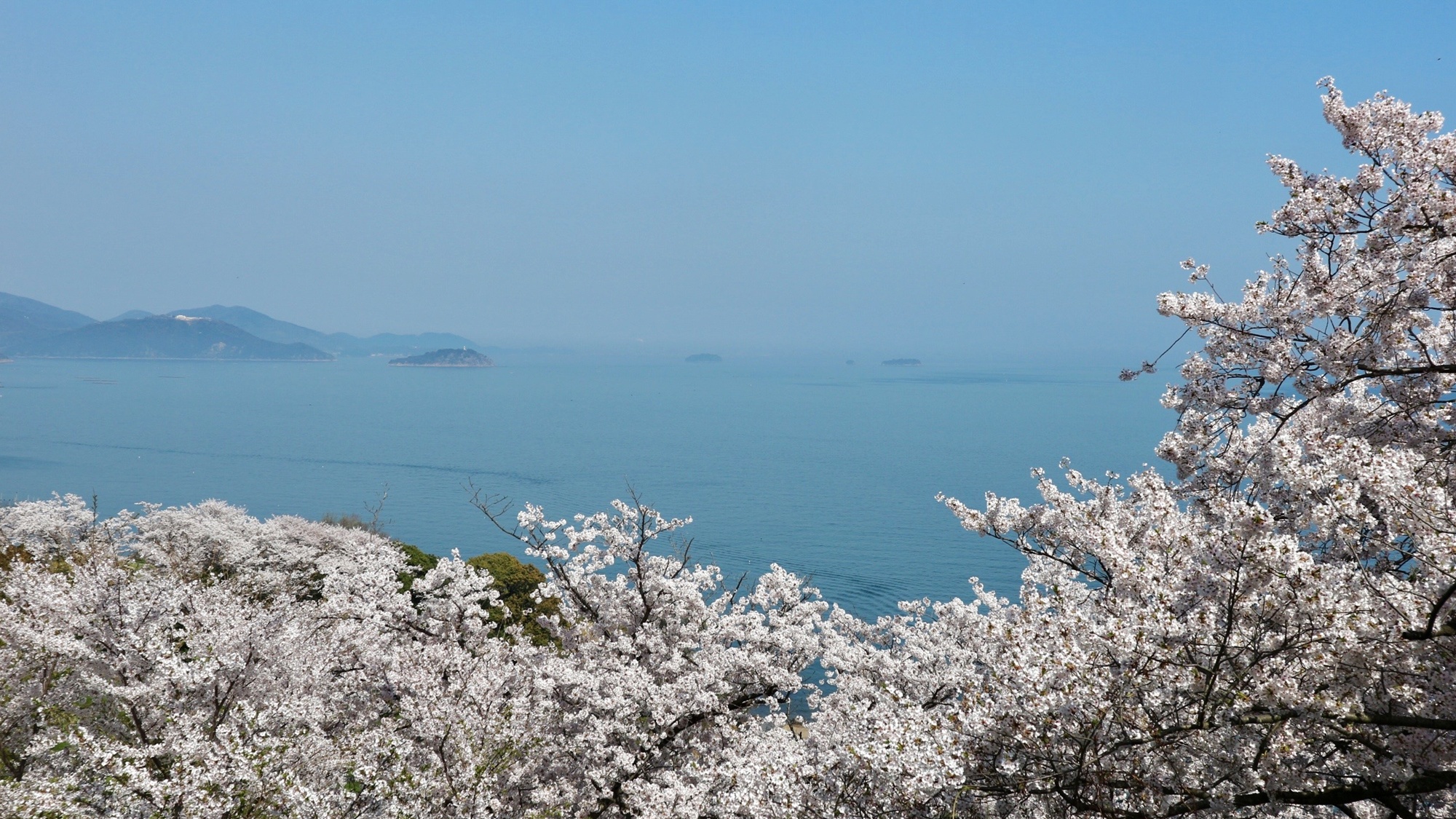 ⋆桜シーズン　赤穂東御崎公園（当館から車で5分）