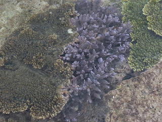 綺麗な珊瑚の広がる世界