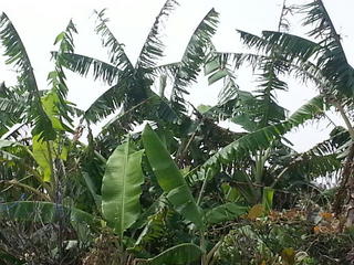 島バナナの葉