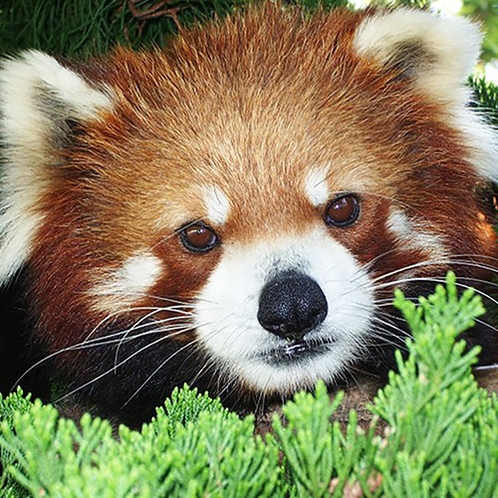 【周辺観光】九十九島動植物園　森きらら