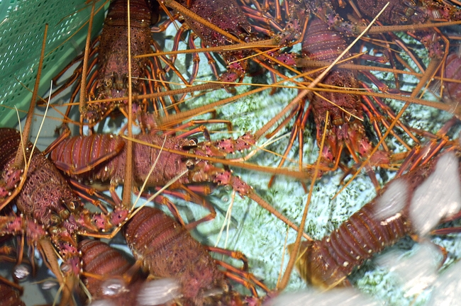 活き伊勢海老と西海とれたて地魚プラン【夕、朝食付】