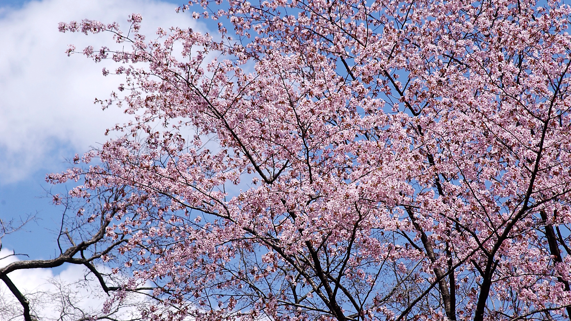 円山公園は札幌の桜の名所です。