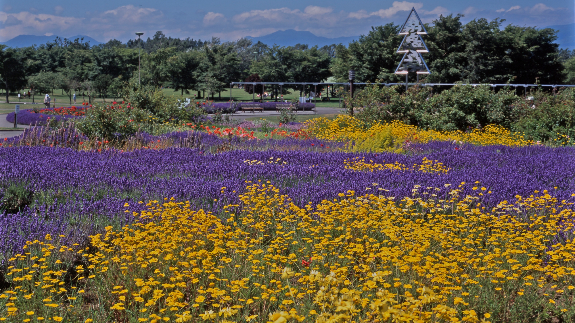 菜の花やラベンダーが咲き誇る百合が原公園まで車で２５分。