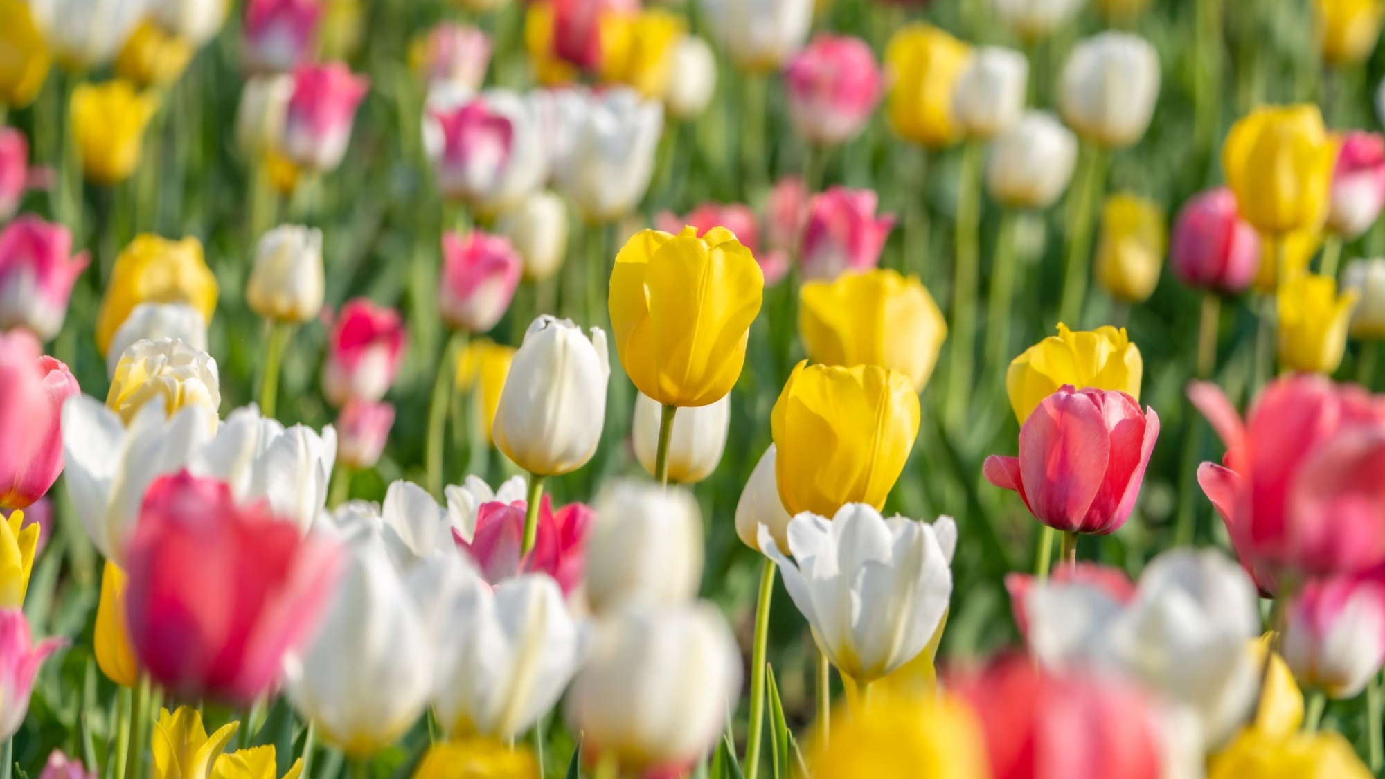春の花・チューリップが咲き誇ります。国営滝野すずらん丘陵公園まで車で５０分。