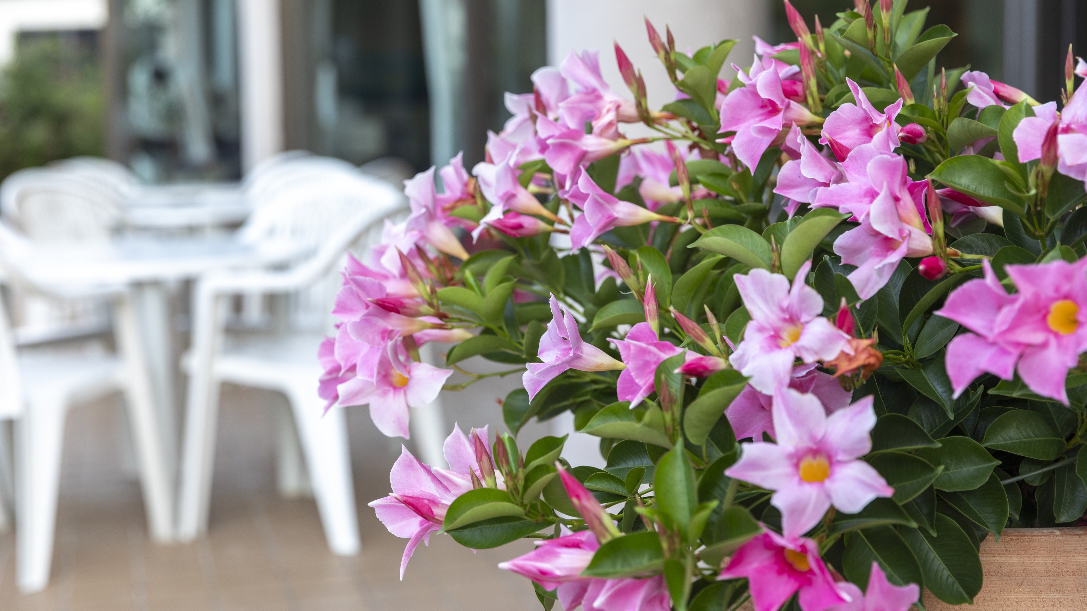 【ラウンジ 丨 シュガービーチ】