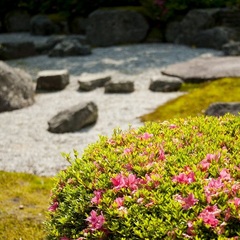 初夏の庭　庭木と石　2012.06撮影
