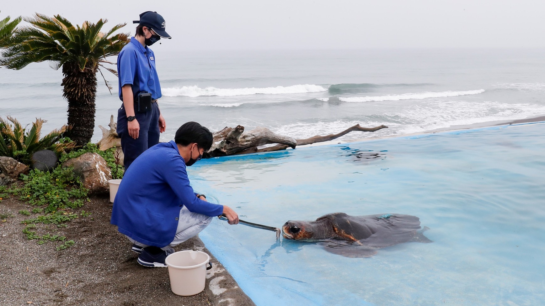 【チェックアウト日体験】ウミガメは何を食べるかな？ウミガメ給餌体験プラン！