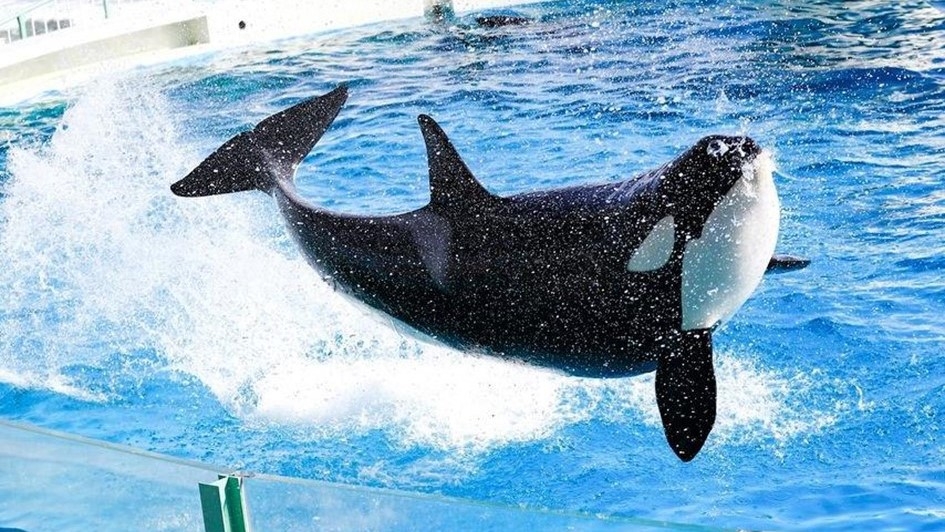 鴨川シーワールドホテル 宿泊プラン一覧 楽天トラベル 鴨川シーワールドホテル 宿泊プラン一覧 楽天トラベル