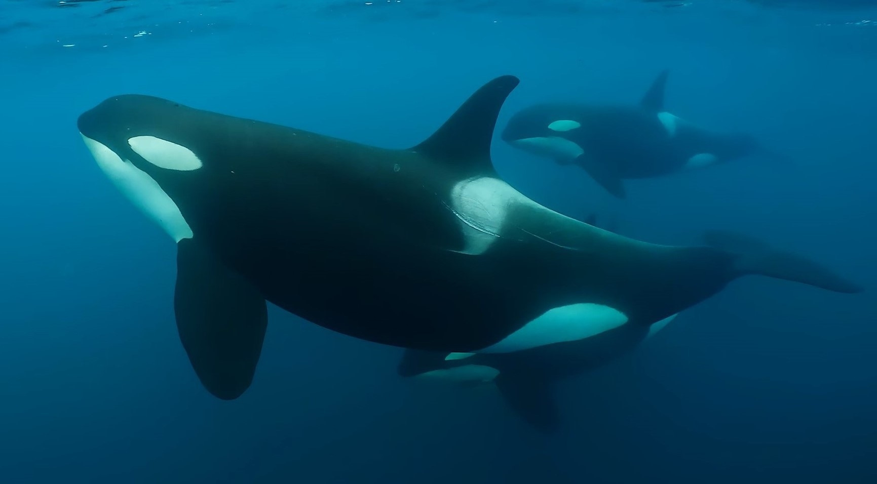 【宿泊者限定 知床シャチ映像放映＆夜の水族館探検付き】ホテル時間充実プラン