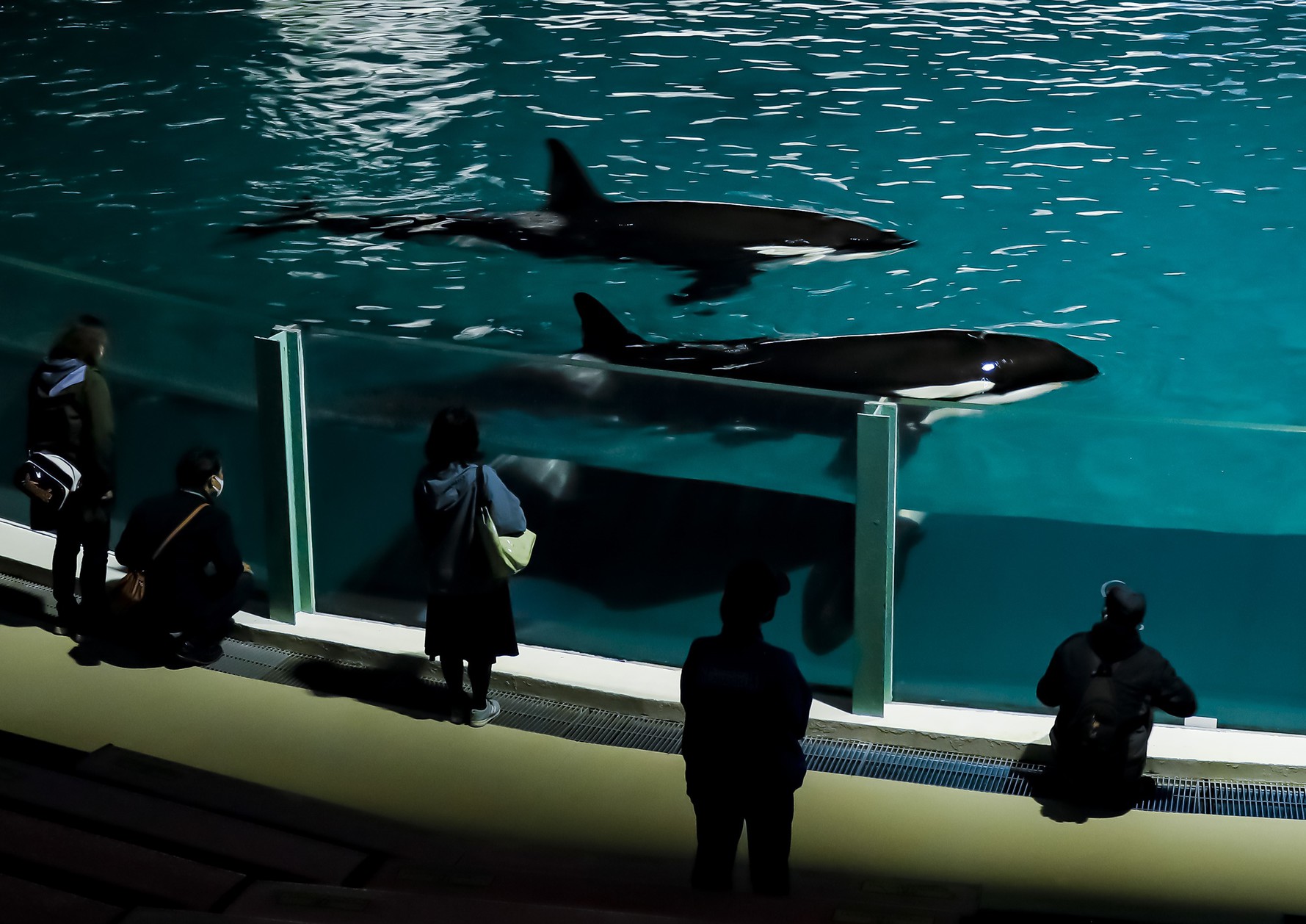 【期間限定】閉館後のお楽しみ♪夜の水族館探検付プラン（一泊二食）