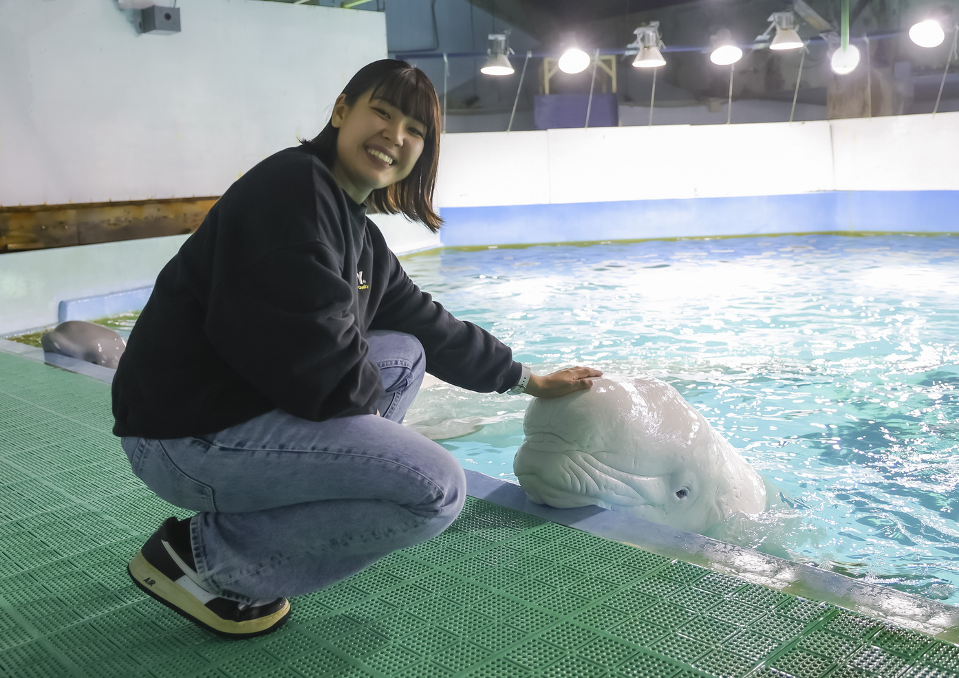 【ご宿泊の当日に体験】ぷよぷよのベルーガのおでこを撫でてみよう！