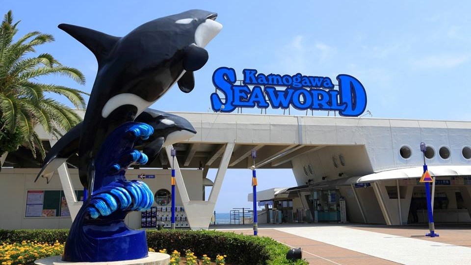 【期間限定】シャチスペシャルパフォーマンス観覧付き！プラン