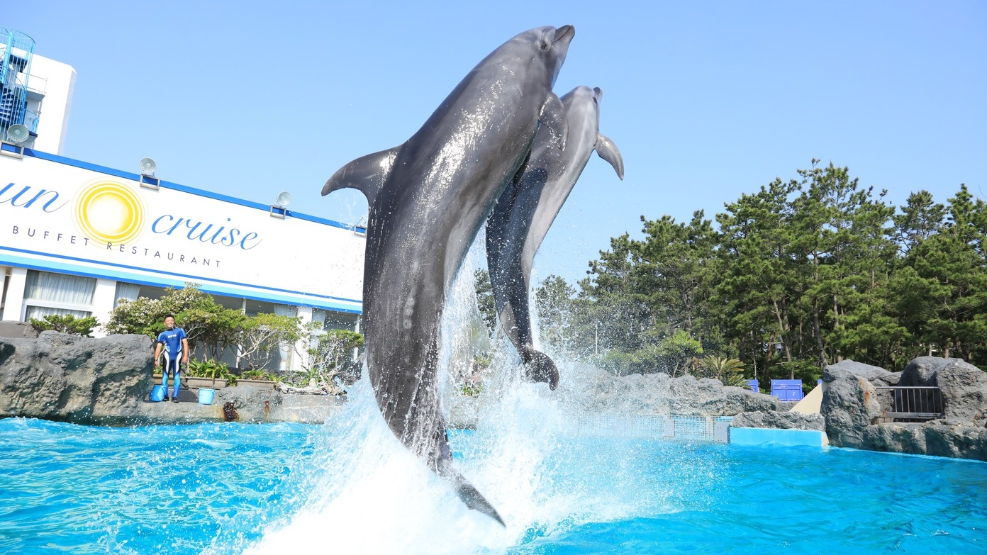 イルカにサインを出してみよう！宿泊日体験プラン【イルカの海コミュニケーションタイム】