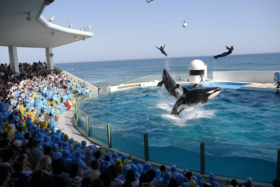 鴨川シーワールドホテル 設備 アメニティ 基本情報 楽天トラベル