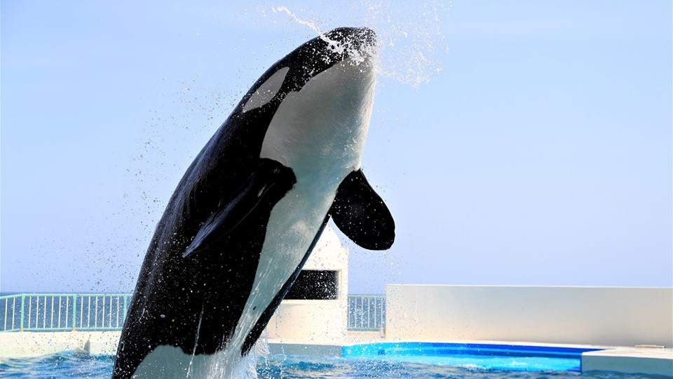 鴨川シーワールドホテル 宿泊予約 楽天トラベル 鴨川シーワールドホテル 宿泊予約 楽天トラベル