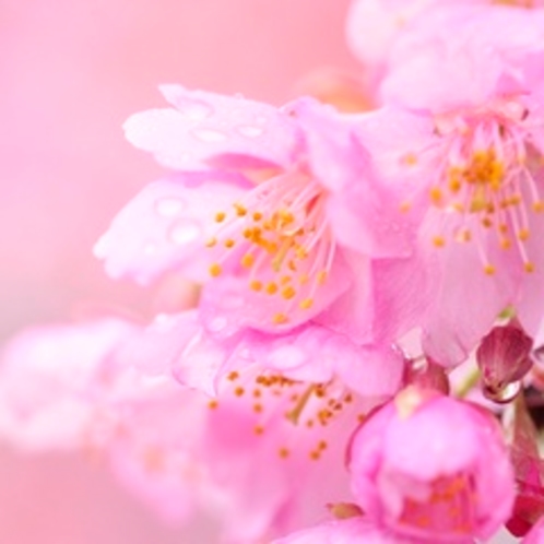 伊豆高原大寒桜まつり 毎年４月開催