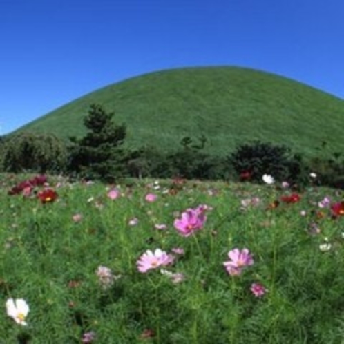 秋の大室山、さくらの里は、コスモスとススキ原