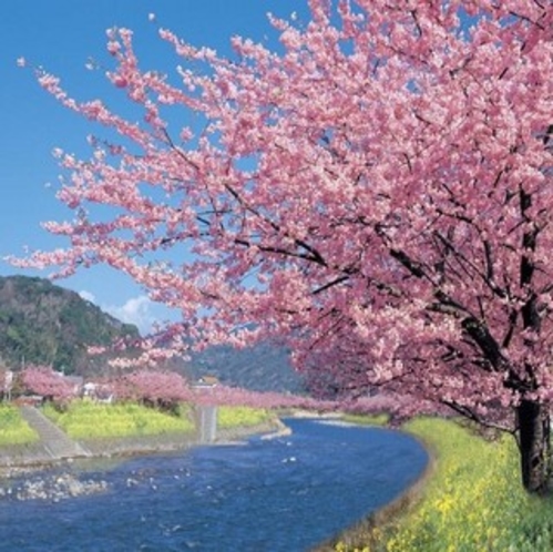伊豆河津桜　毎年2月上旬から開花が始まります