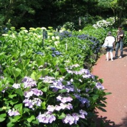 伊豆四季の花公園　あじさい苑　毎年６月が見ごろ