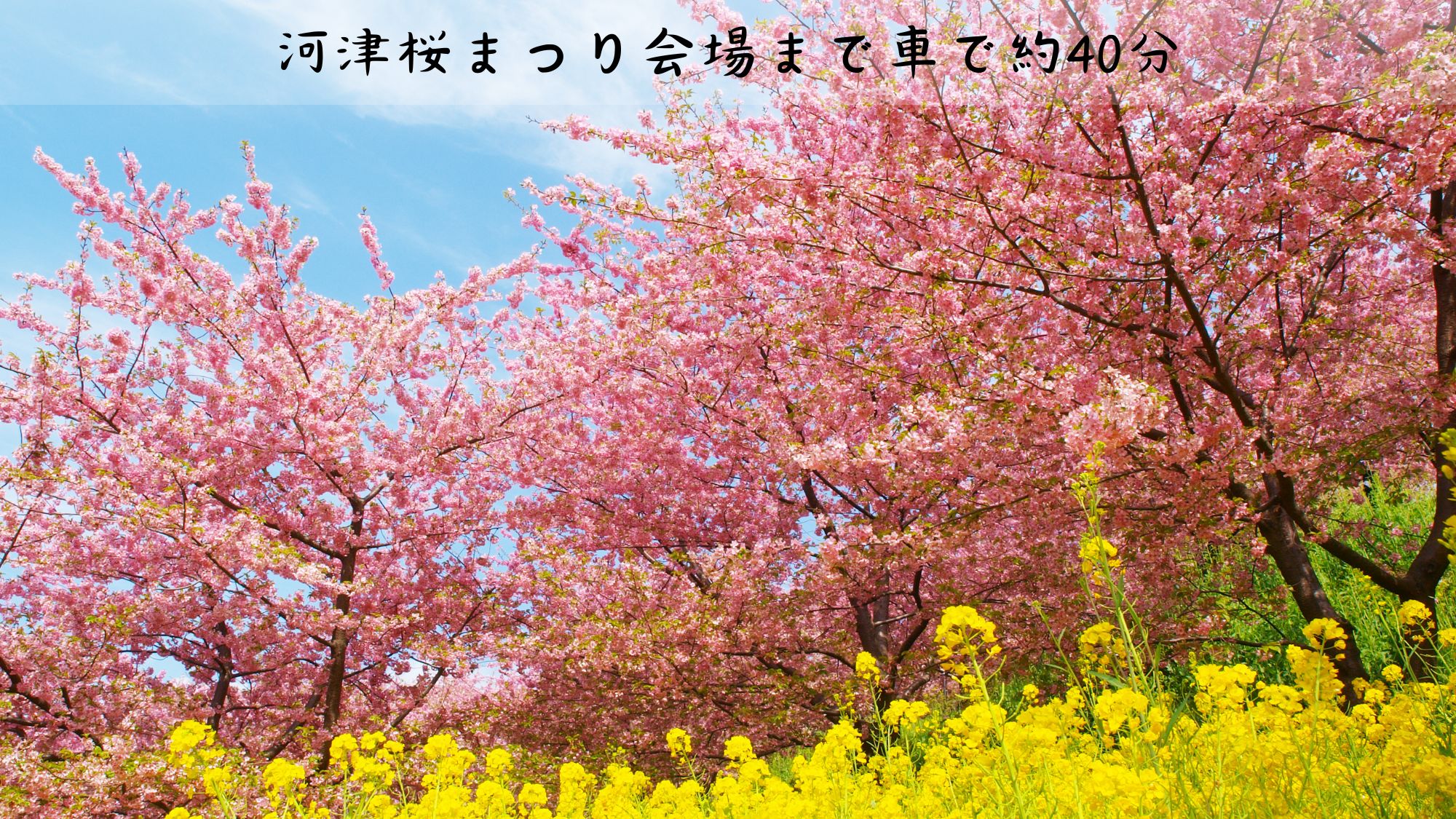 河津桜まつり会場へお車で約40分
