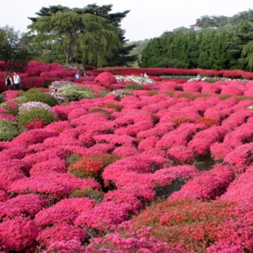 小室山公園　つつじまつり