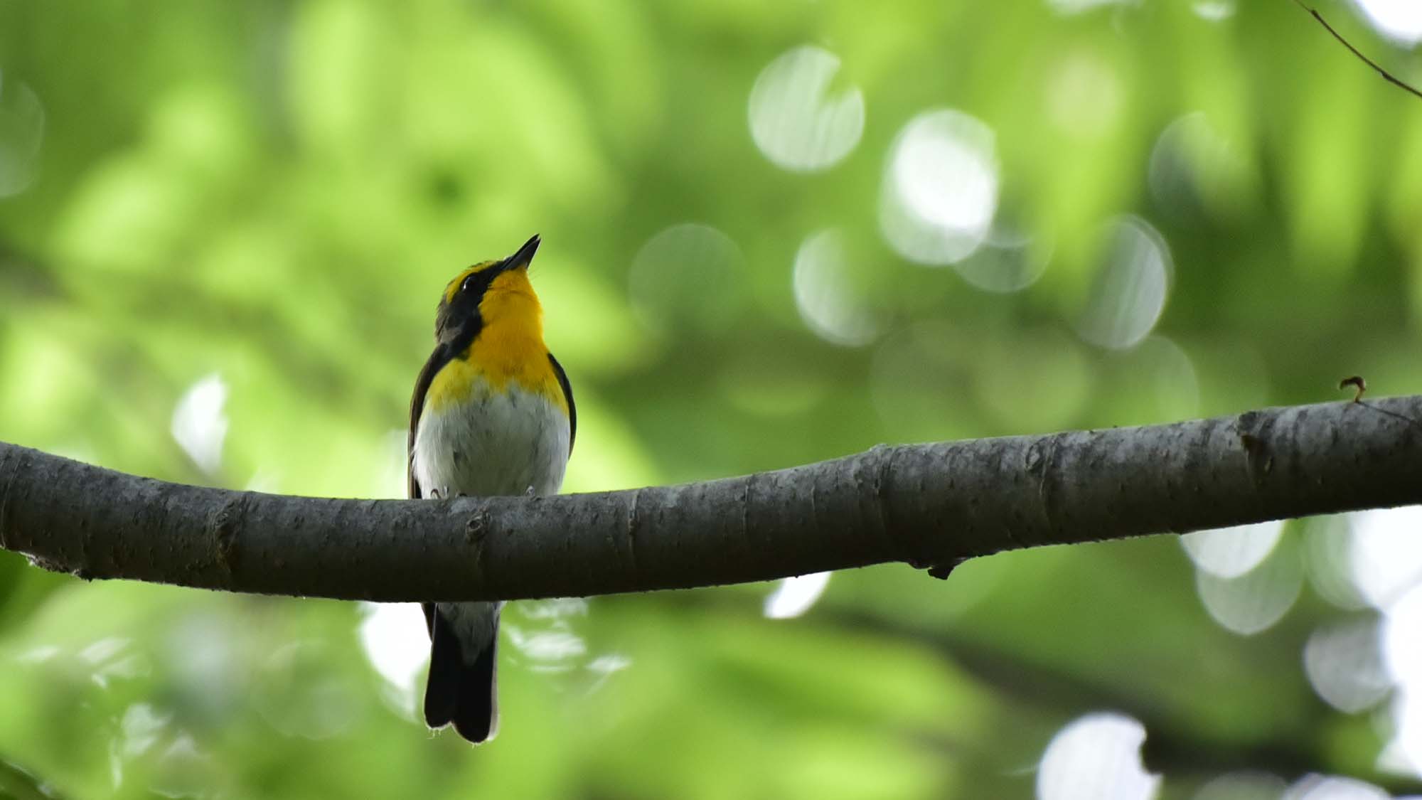 キビタキ（野鳥）コテージ周辺の森ではたくさんの野鳥を観察できます。