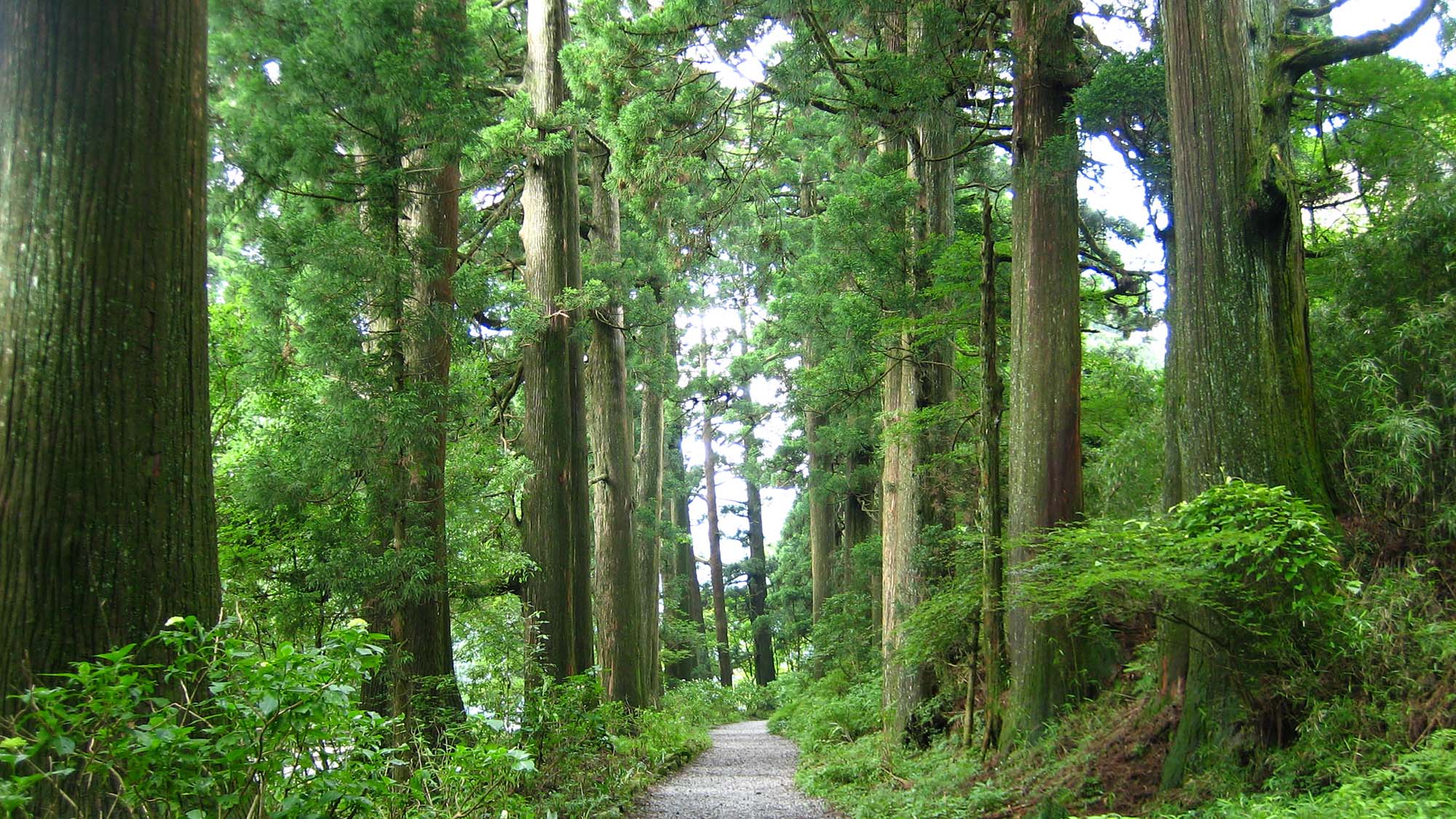 『箱根杉並木』江戸時代初期に植えられたと言われ、樹齢300年余の杉が400本残っています。