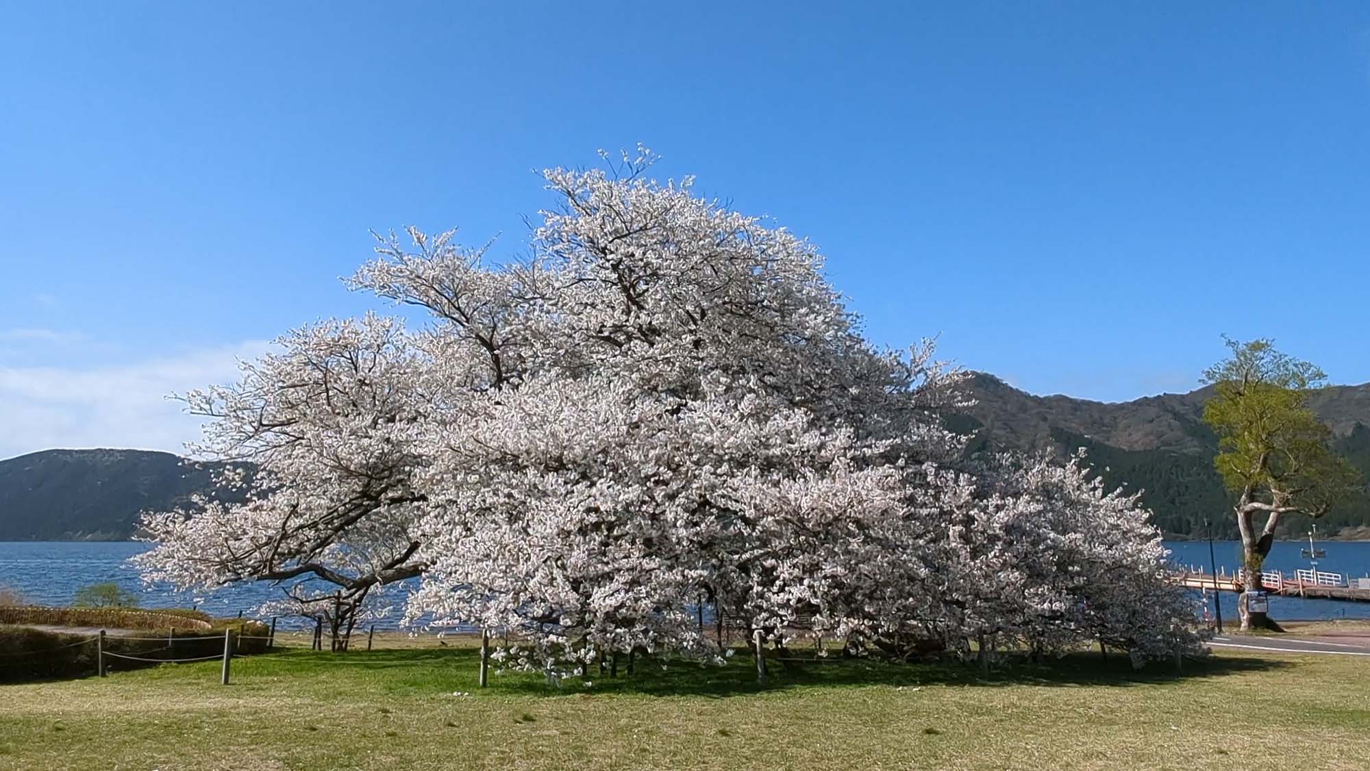 湖畔の一本桜（箱根園内）（大島桜】樹齢100年以上、幹回り5mの圧巻の桜です。