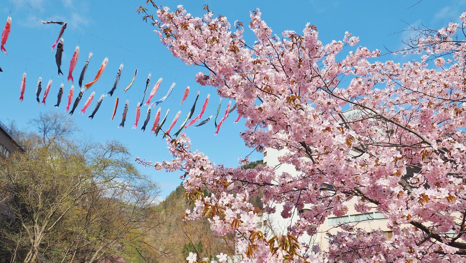 定山渓の春の風物詩「渓流鯉のぼり」