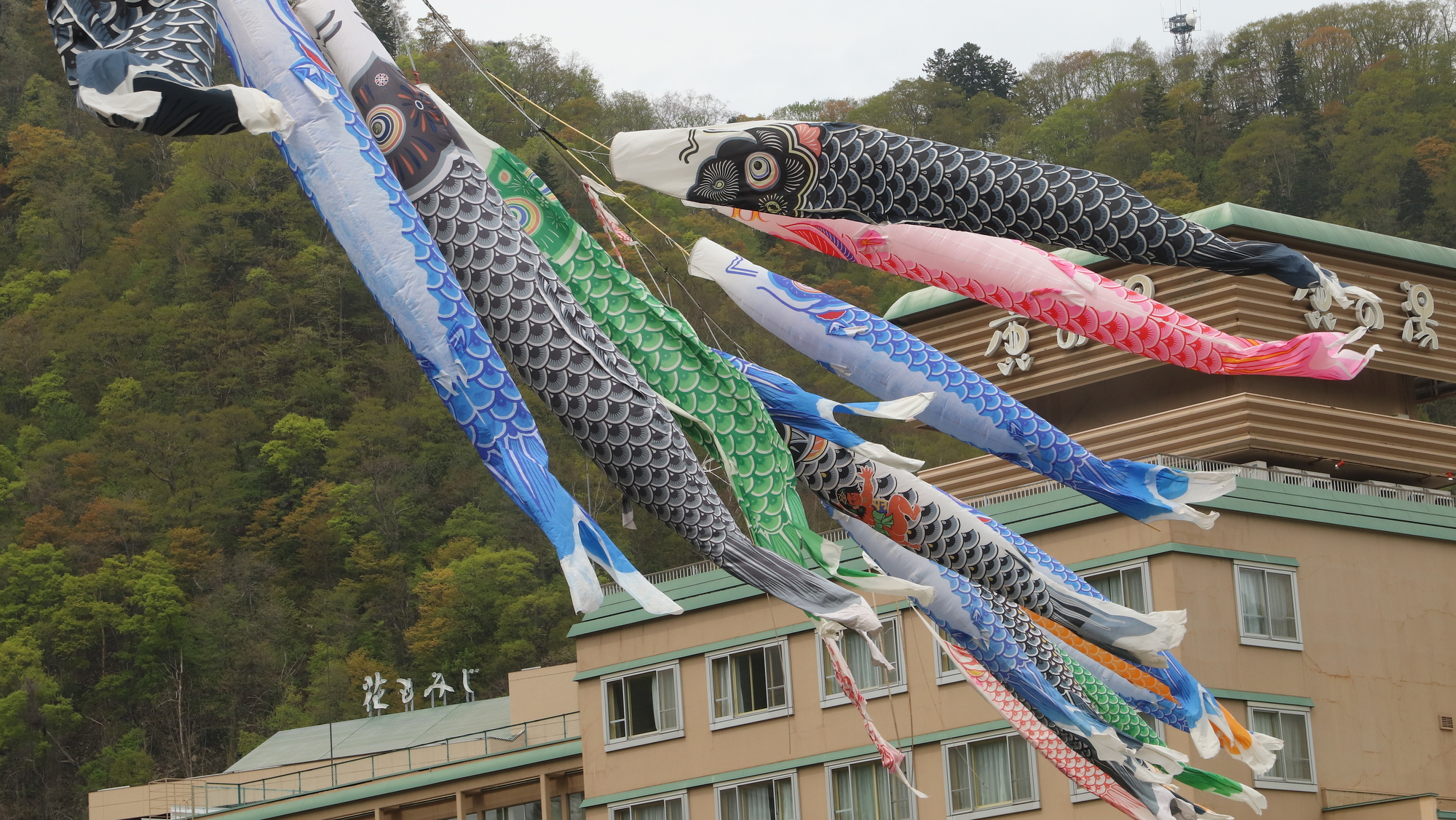 定山渓に春を告げる「渓流鯉のぼり」を客室からご覧いただけます