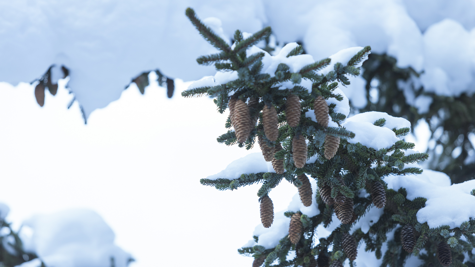 松の木も雪化粧